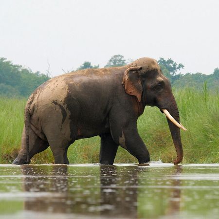 Family House - Bardia National Park Hotel Bardiya Ngoại thất bức ảnh