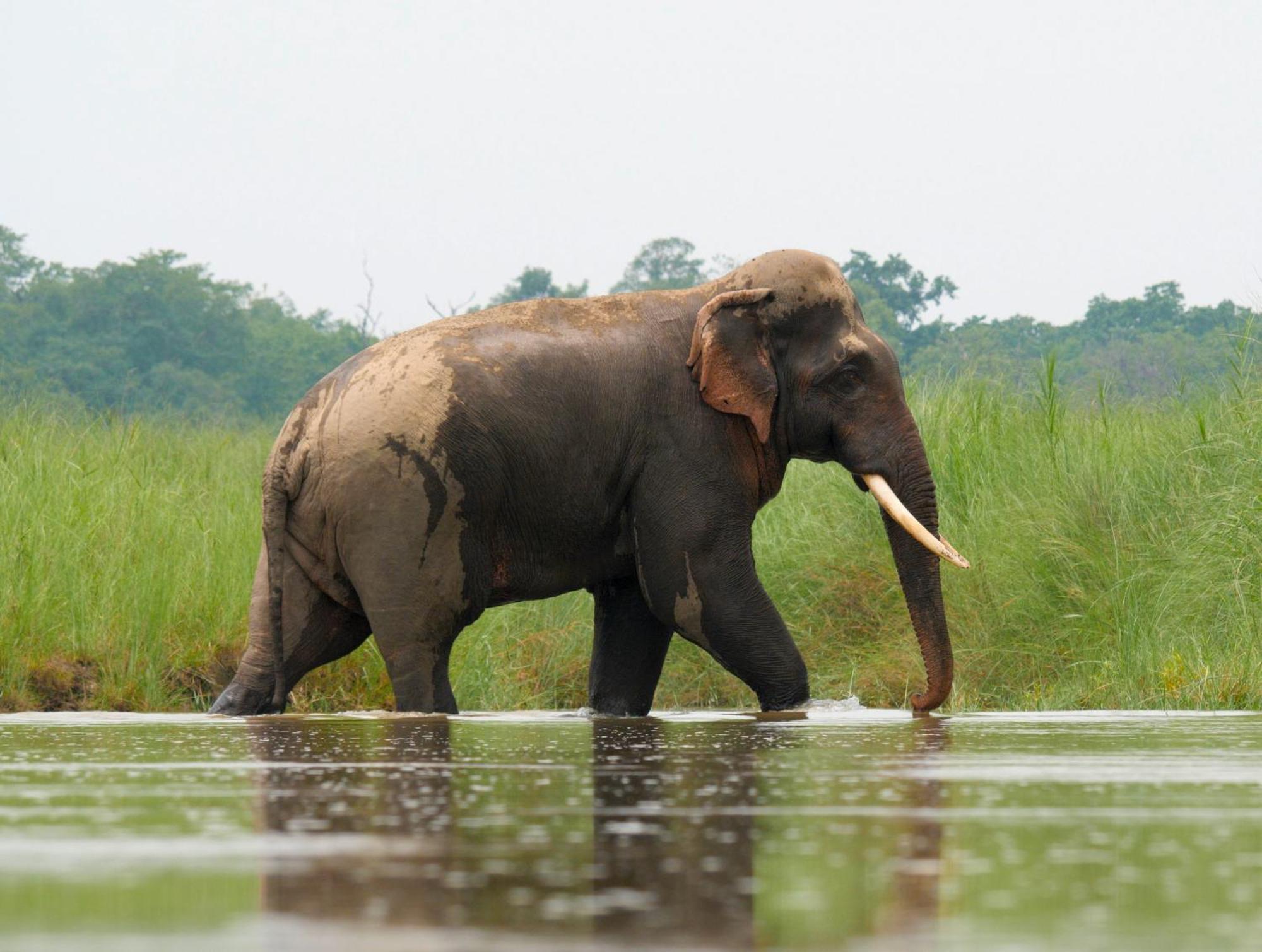 Family House - Bardia National Park Hotel Bardiya Ngoại thất bức ảnh